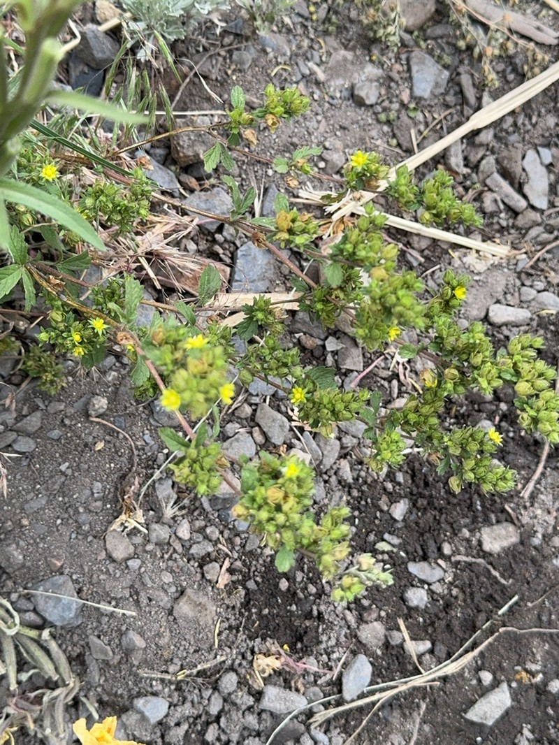 Biennial Cinquefoil photo 6