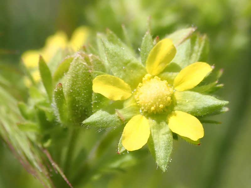 Biennial Cinquefoil photo 7