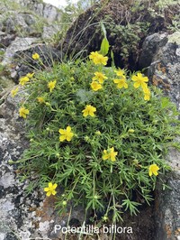Twoflower Cinquefoil
