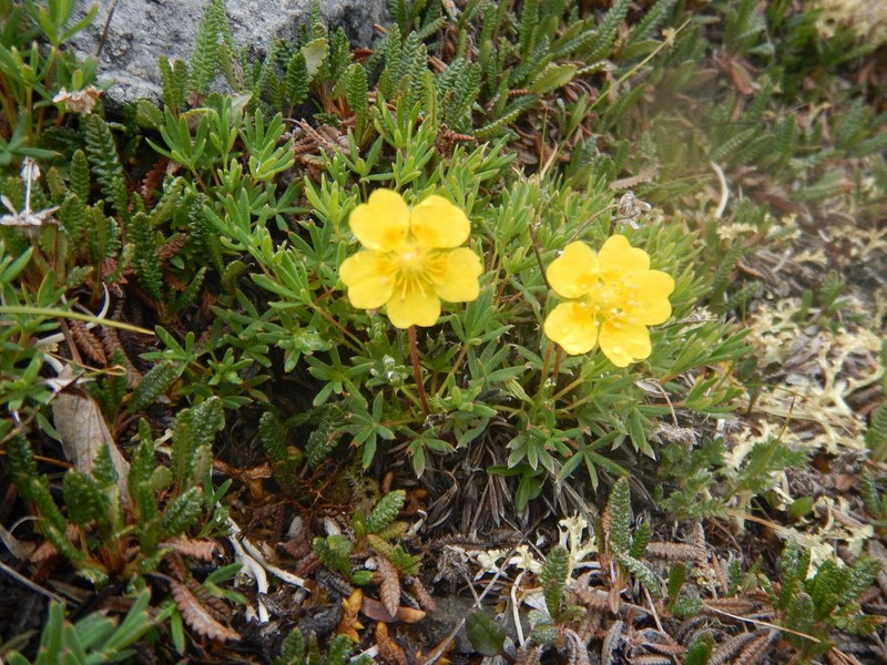 Twoflower Cinquefoil photo 2
