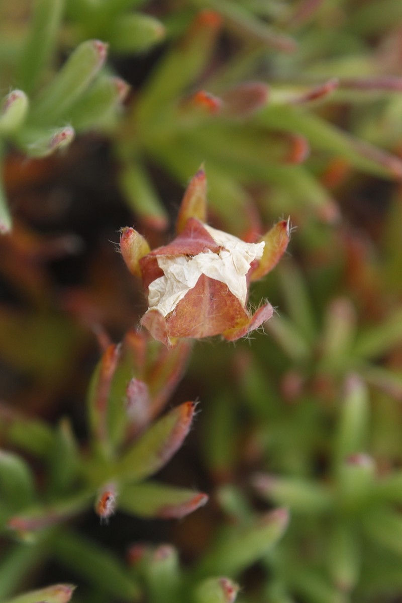 Twoflower Cinquefoil photo 3