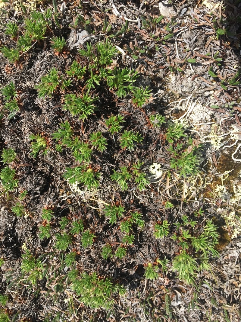 Twoflower Cinquefoil photo 4