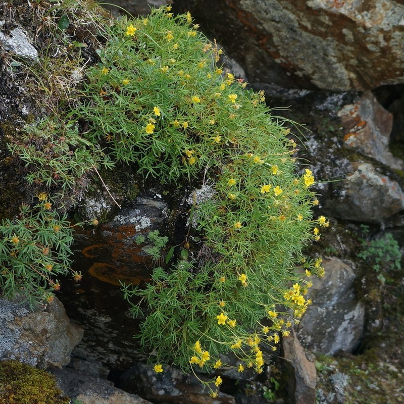 Twoflower Cinquefoil photo 6