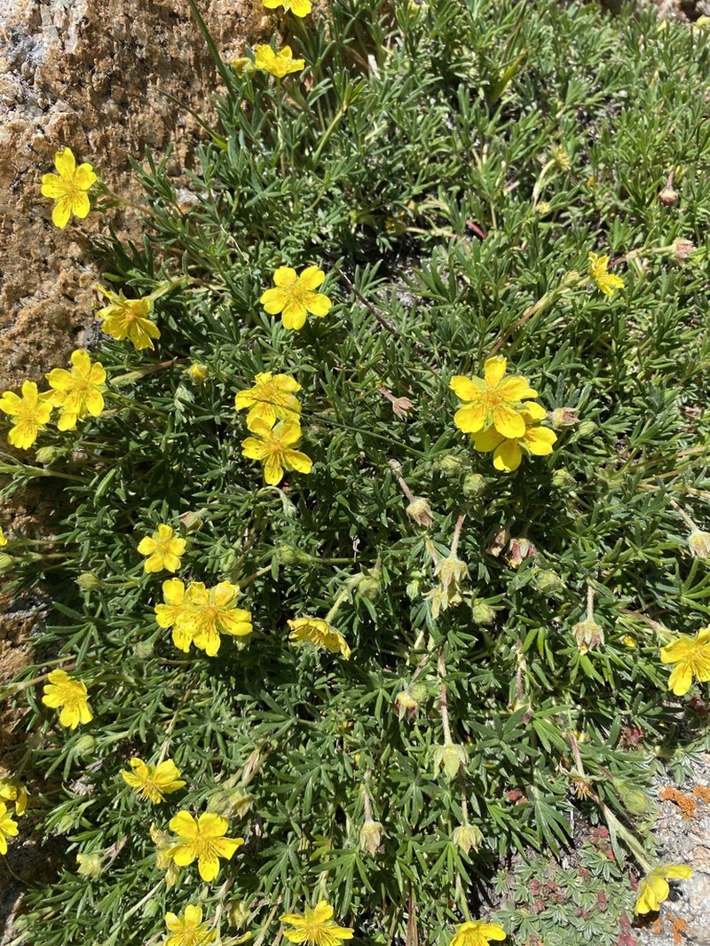 Twoflower Cinquefoil photo 7
