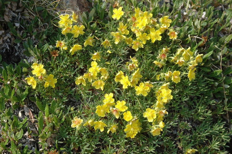 Twoflower Cinquefoil photo 8