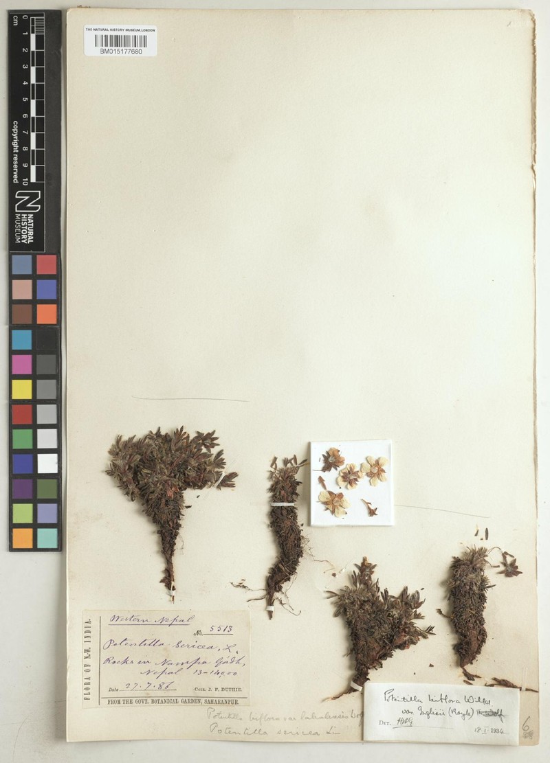Potentilla biflora var. lahulensis
