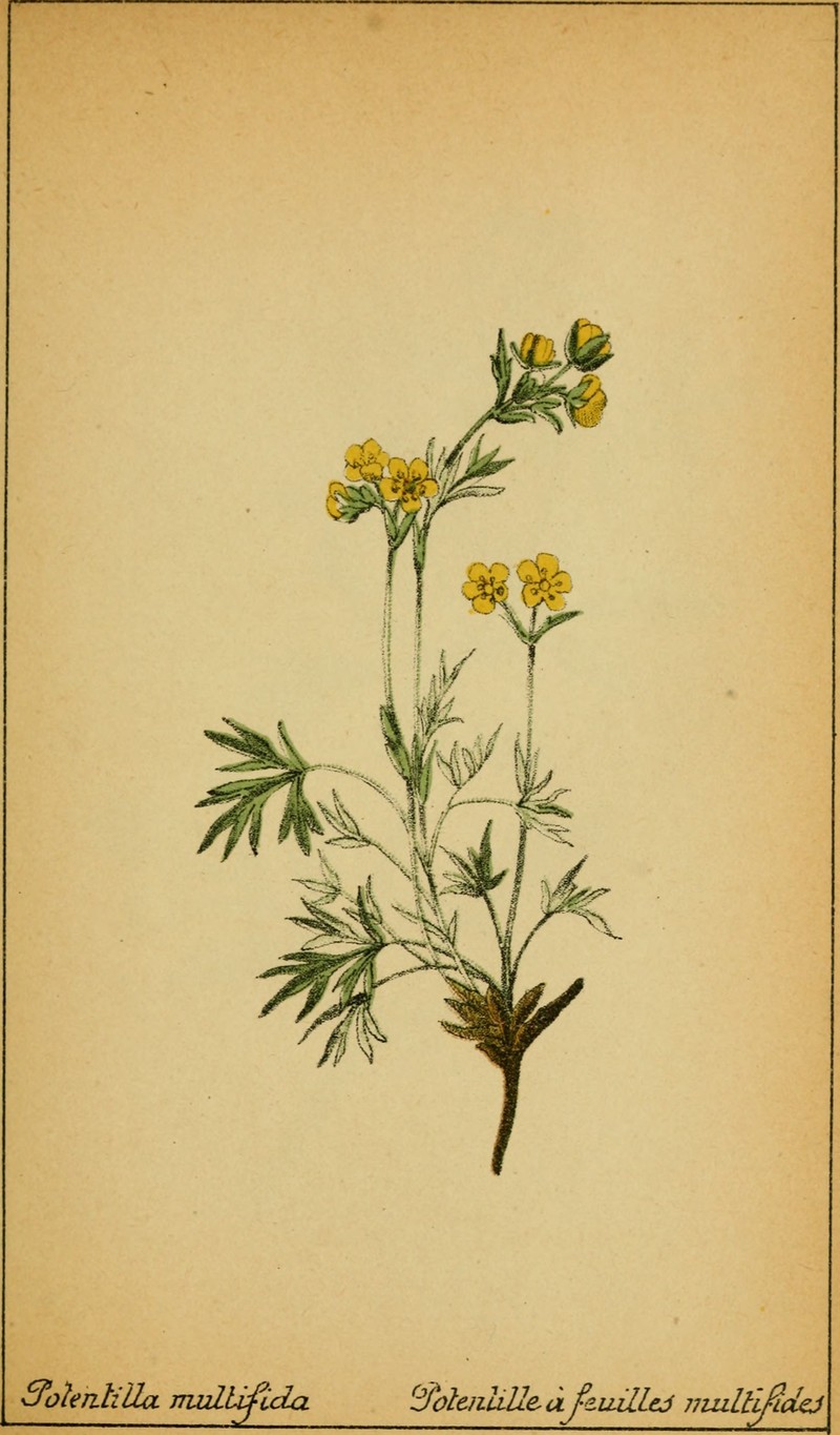 Staghorn Cinquefoil