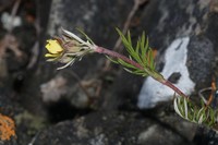 Staghorn Cinquefoil