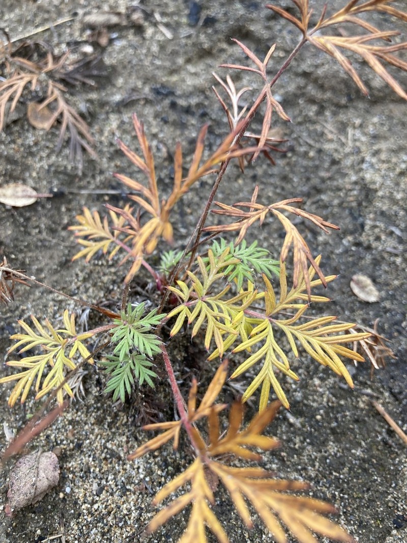 Staghorn Cinquefoil photo 2