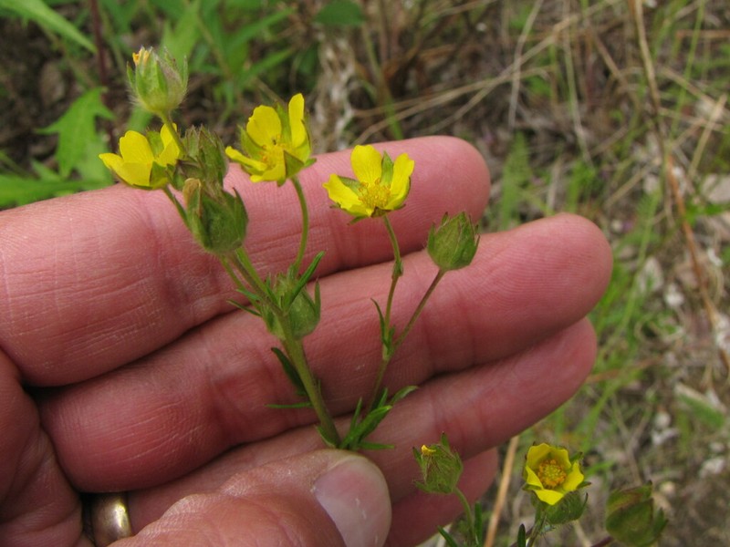 Staghorn Cinquefoil photo 3