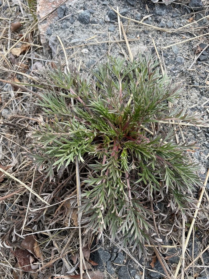Staghorn Cinquefoil photo 4
