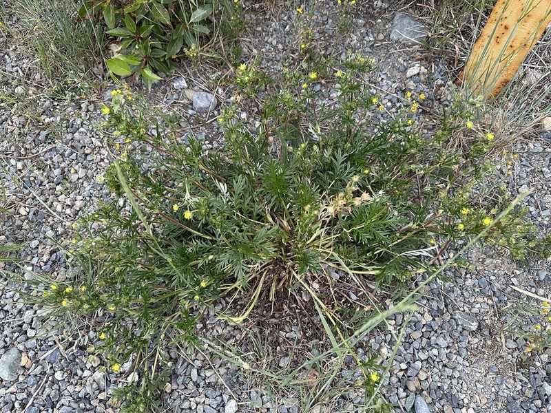Staghorn Cinquefoil photo 5