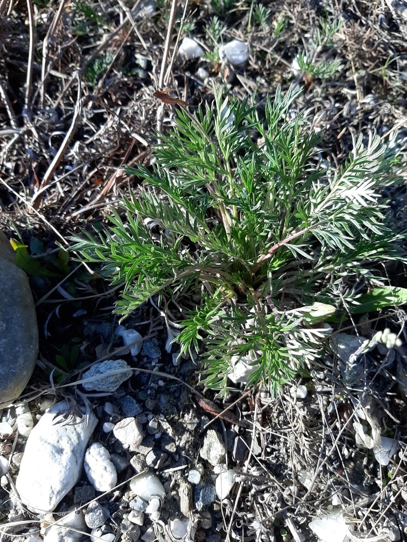 Staghorn Cinquefoil photo 6