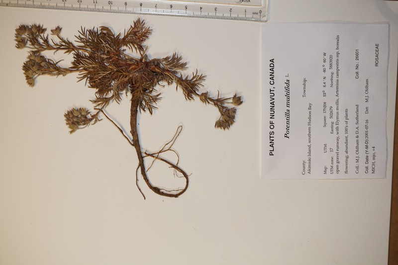 Staghorn Cinquefoil photo 7