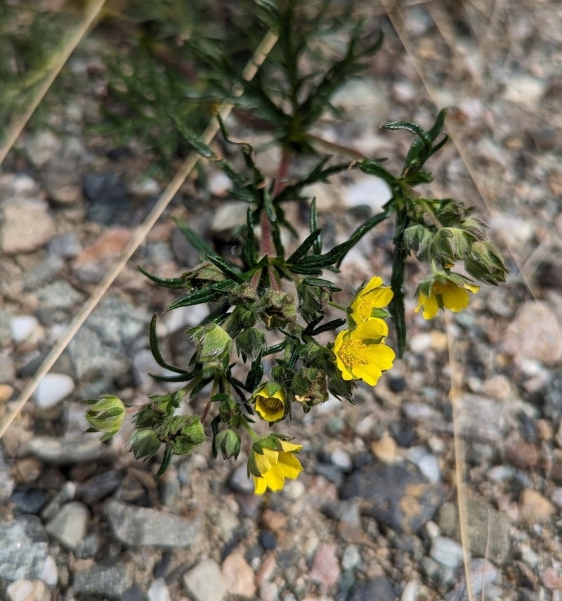 Staghorn Cinquefoil photo 8