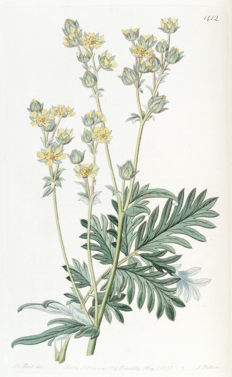 Tansy Cinquefoil photo 2
