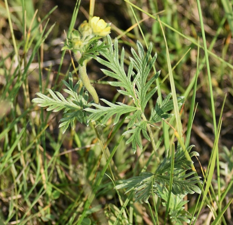 Tansy Cinquefoil