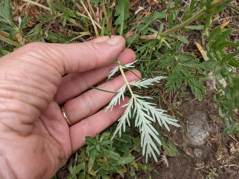Tansy Cinquefoil photo 2