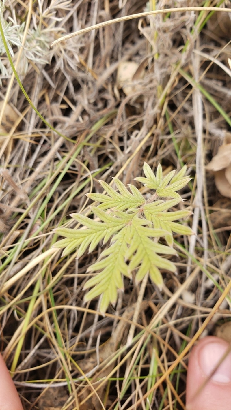 Tansy Cinquefoil photo 3