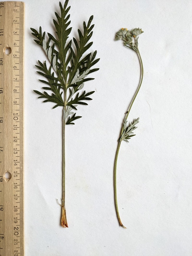 Tansy Cinquefoil photo 4