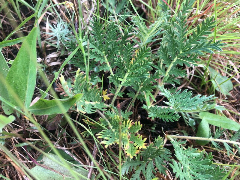 Tansy Cinquefoil photo 5
