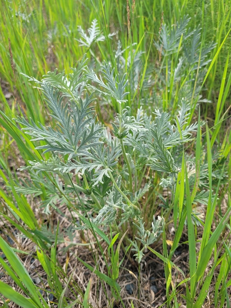 Tansy Cinquefoil photo 6