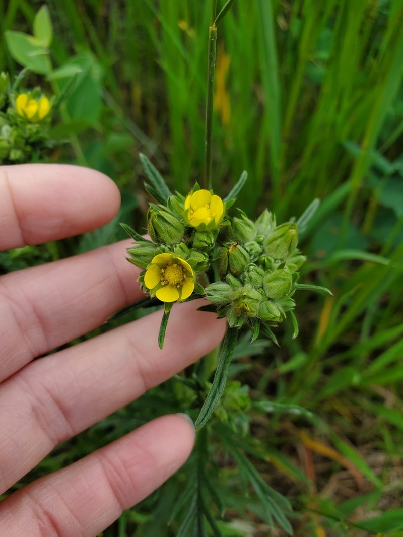 Tansy Cinquefoil photo 7
