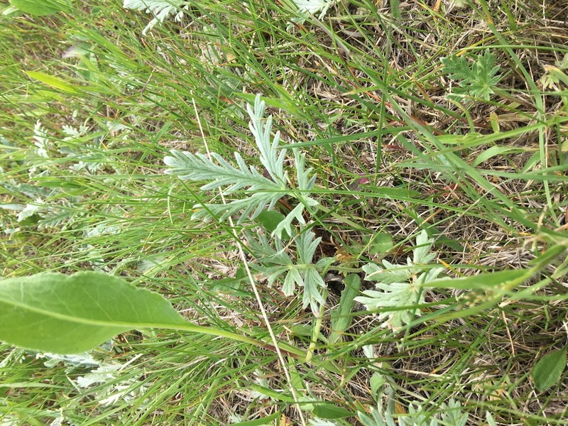 Tansy Cinquefoil photo 8