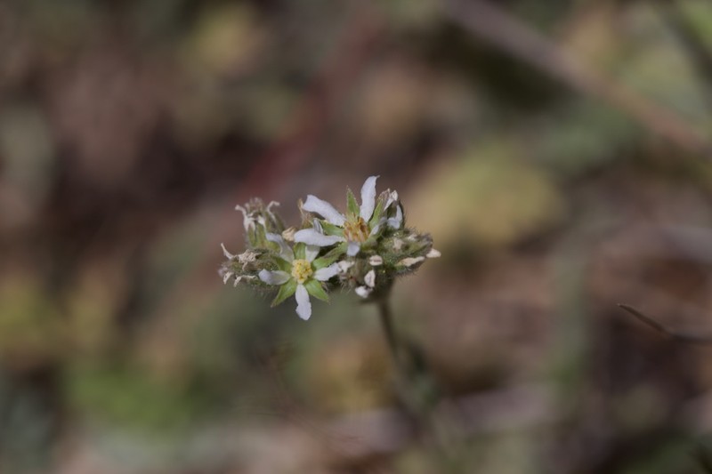 Border Horkelia
