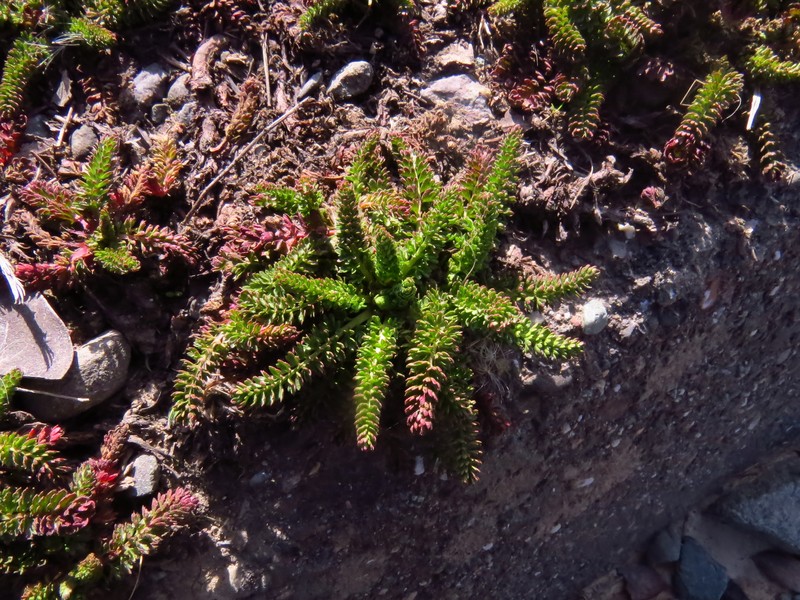 Border Horkelia photo 2