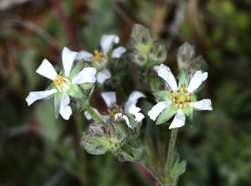 Border Horkelia photo 4