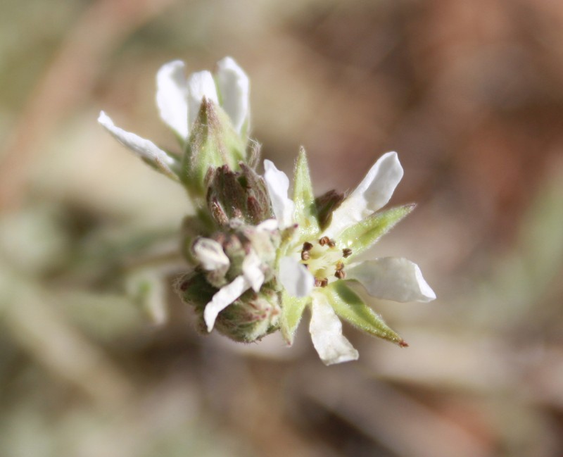 Border Horkelia photo 5