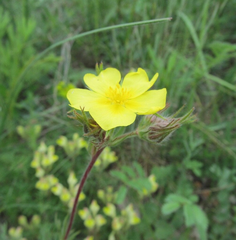 Potentilla bornmuelleri