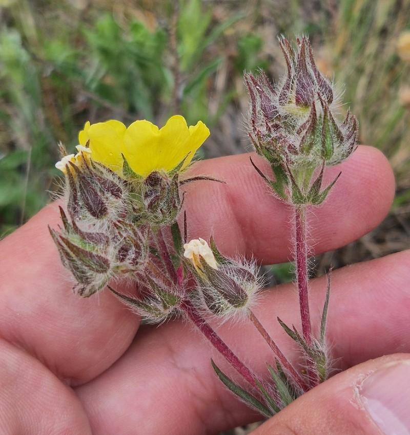 Potentilla bornmuelleri photo 2