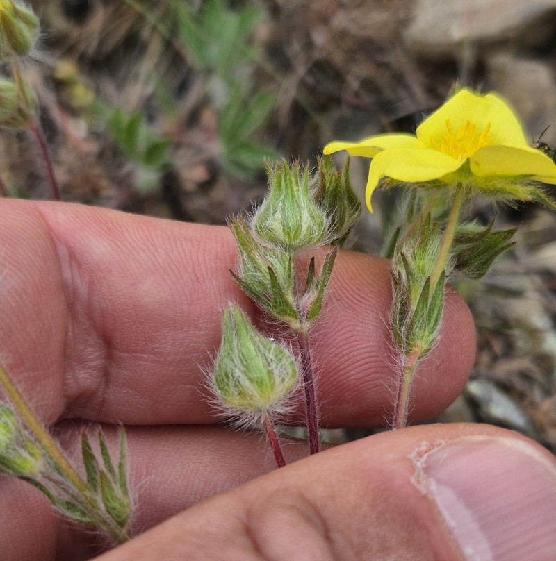 Potentilla bornmuelleri photo 3