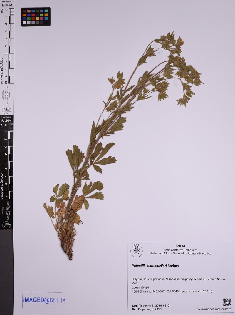 Potentilla bornmuelleri photo 4