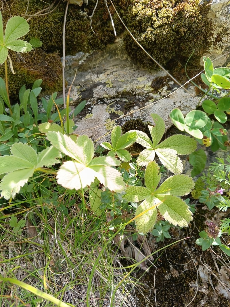 Potentilla brachypetala photo 2