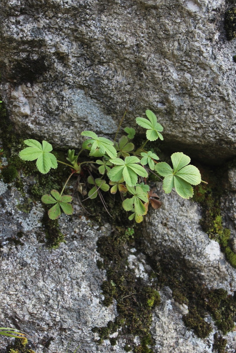 Potentilla brachypetala photo 3