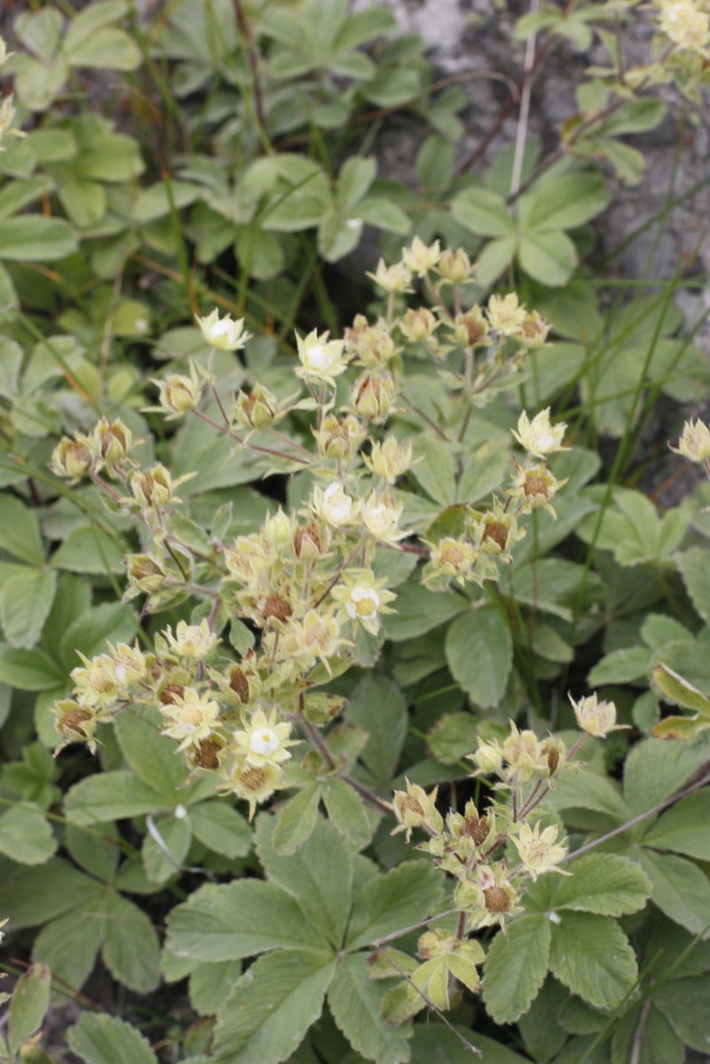 Potentilla brachypetala photo 4