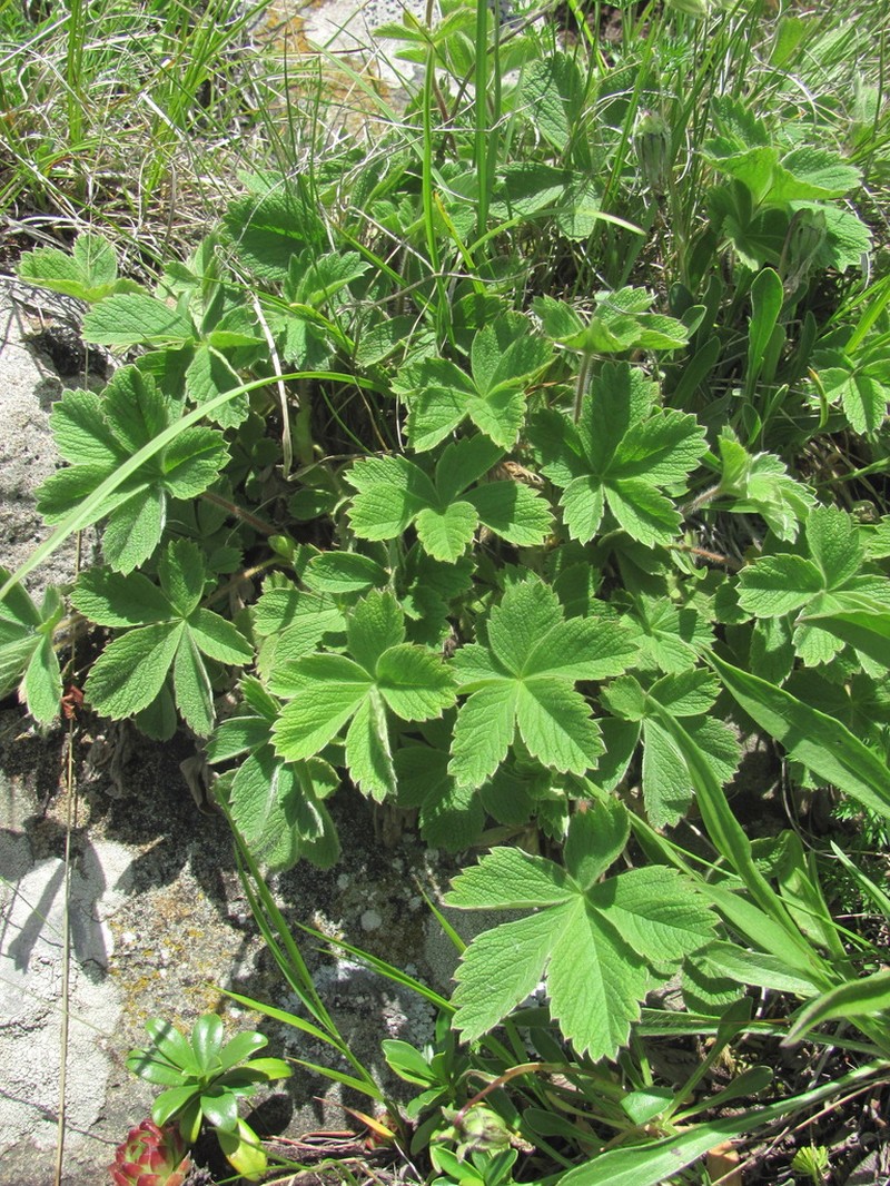 Potentilla brachypetala photo 6