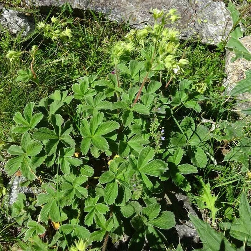 Potentilla brachypetala photo 7