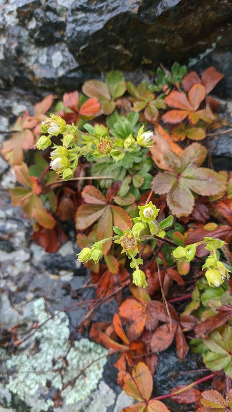 Potentilla brachypetala photo 8