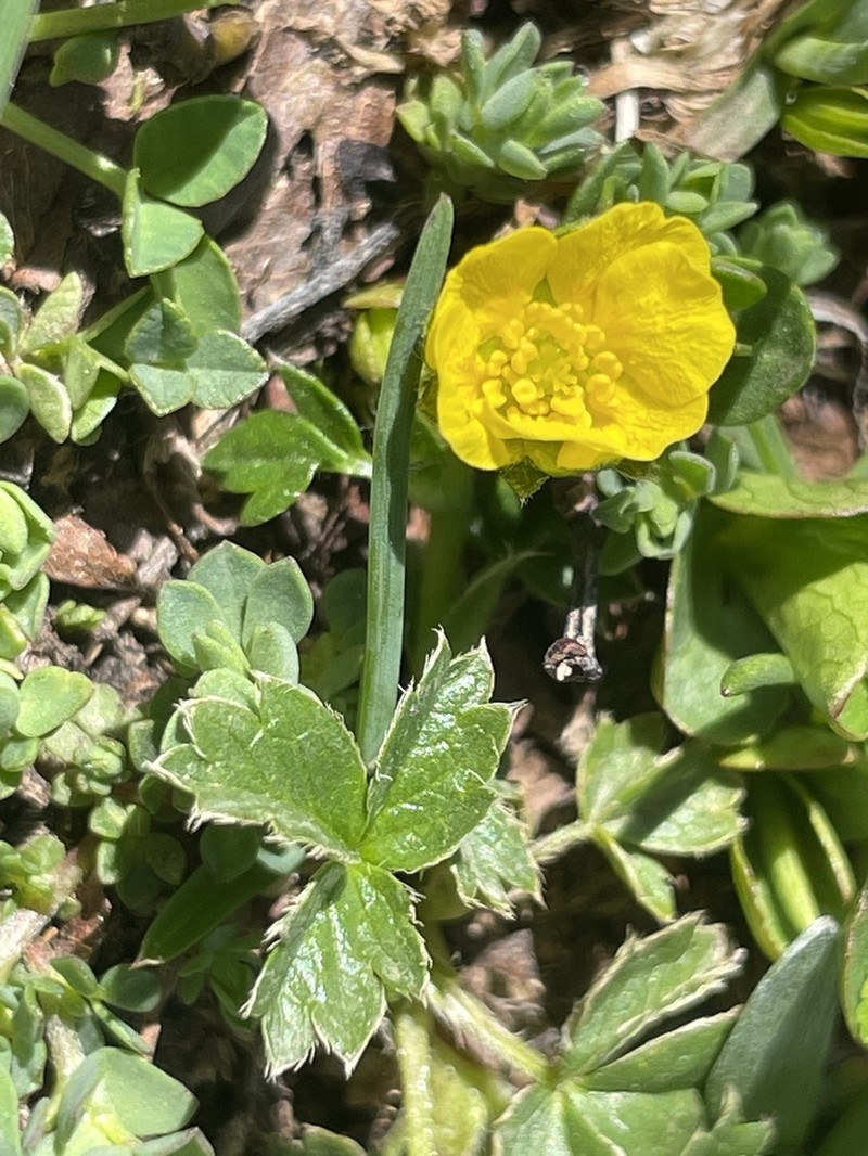 Potentilla brauneana