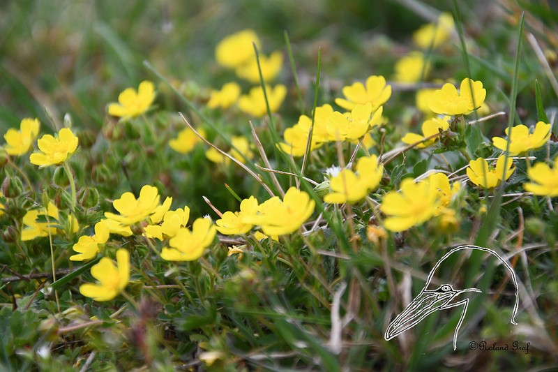 Potentilla brauneana photo 2