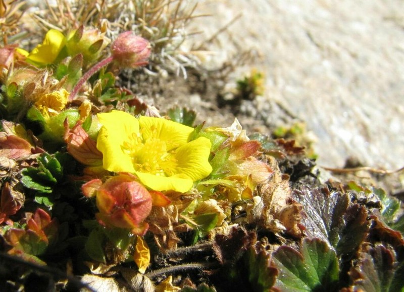 Potentilla brauneana photo 3
