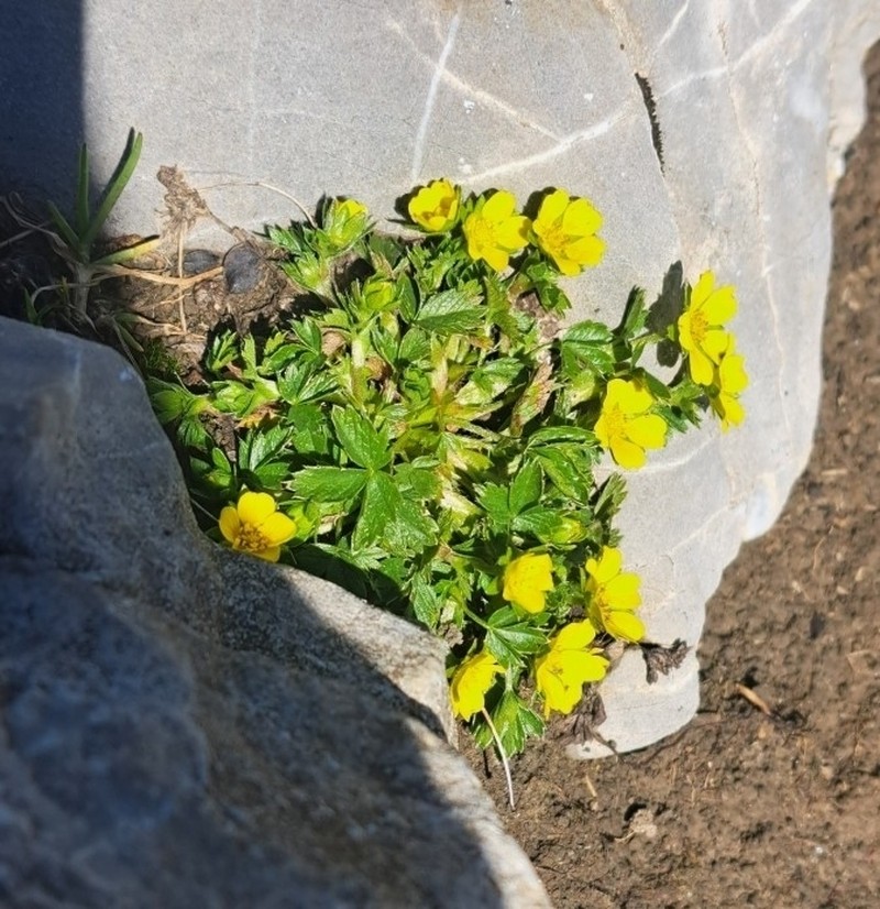 Potentilla brauneana photo 4