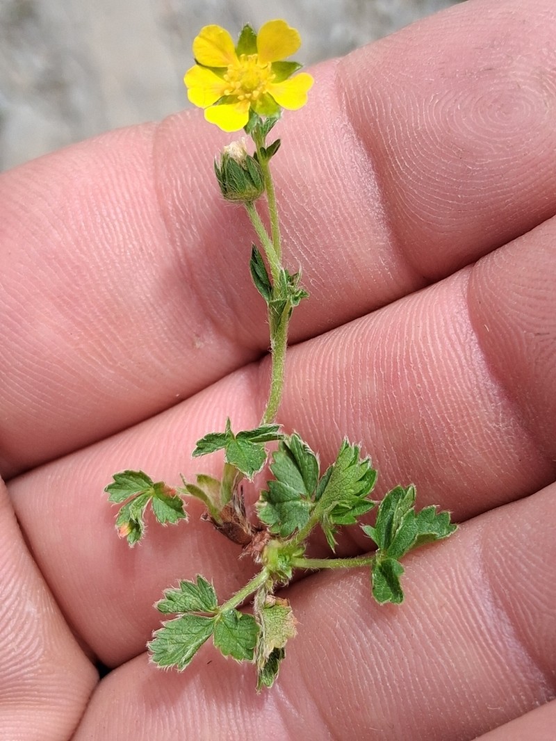 Potentilla brauneana photo 5
