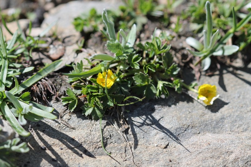Potentilla brauneana photo 6