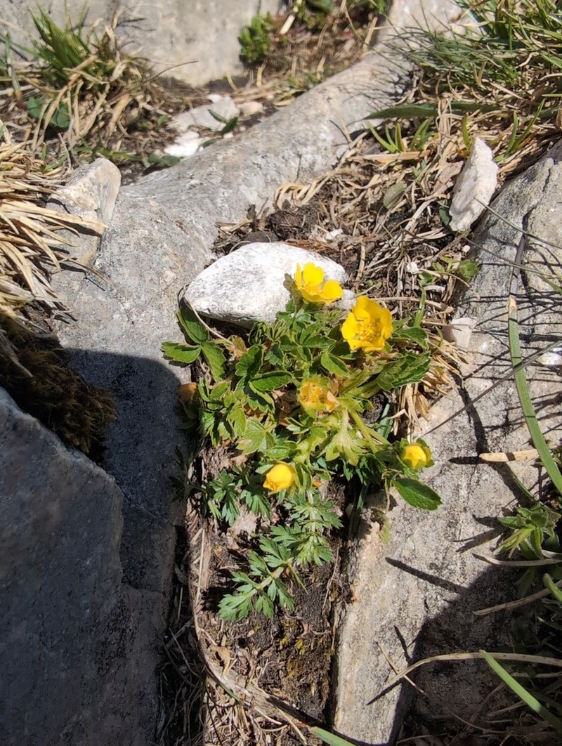 Potentilla brauneana photo 7