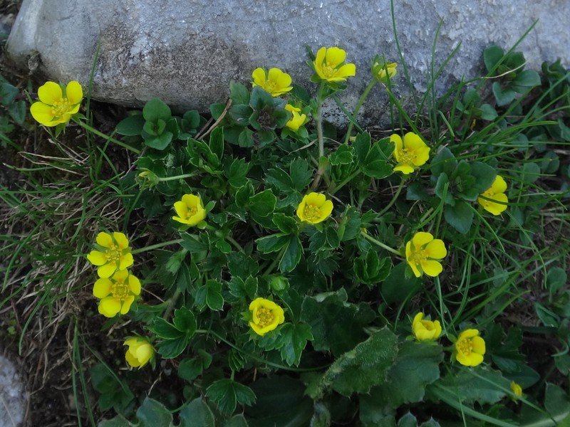 Potentilla brauneana photo 8